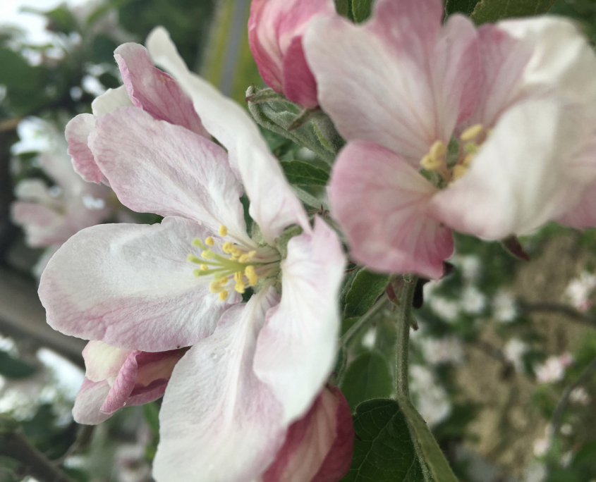 Gerbehof Biohotel Bodensee Apfelblüte